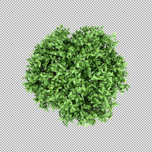 Beautiful plant in 3d rendering isolated