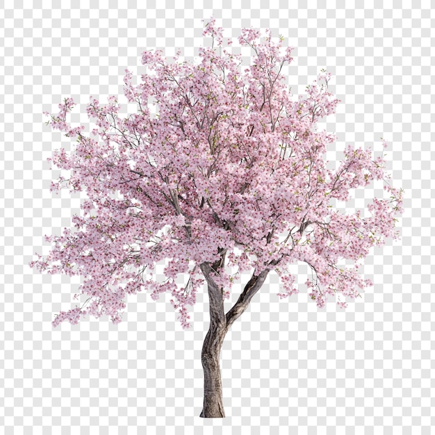 PSD blooming cherry tree in spring