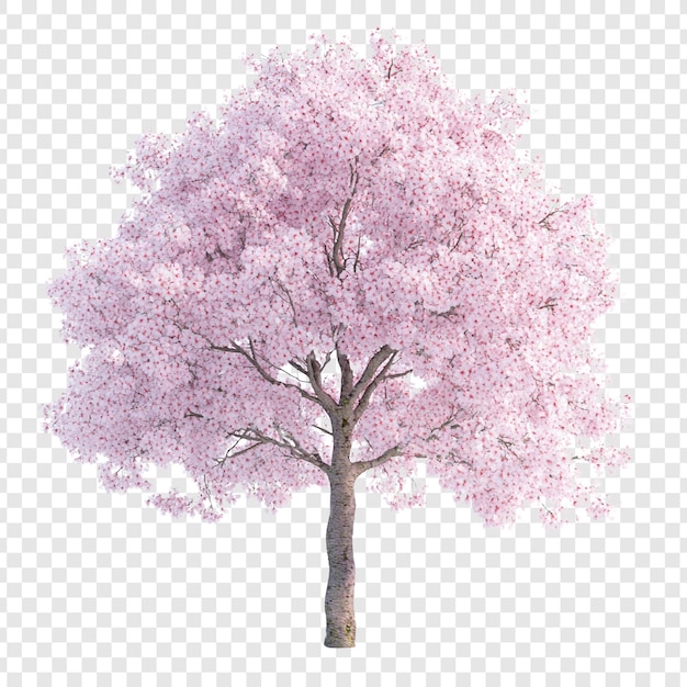 PSD blooming cherry tree