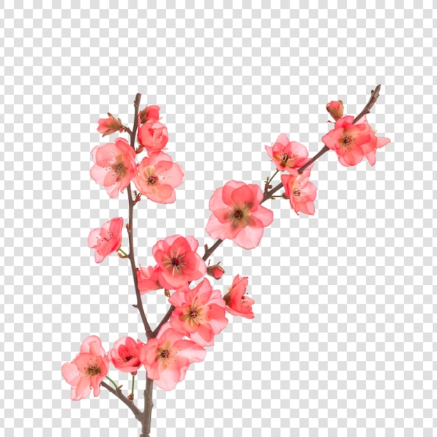 PSD a branch of pink flowers on a transparent background