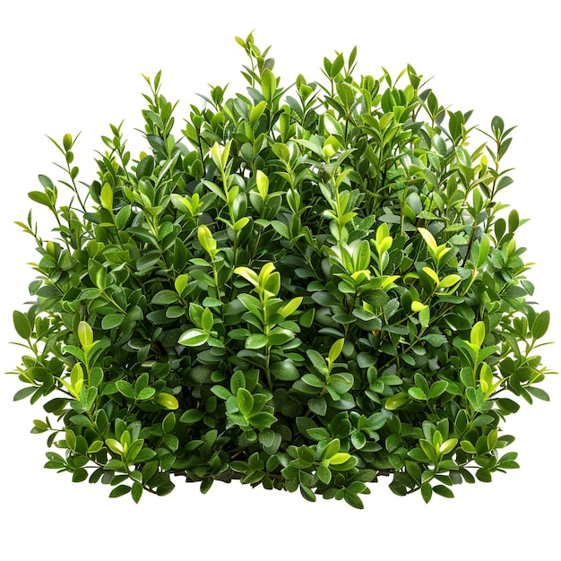 bush_buxus_sempervirens cutout psd