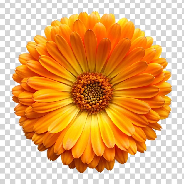 Calendula flower Isolated on transparent background