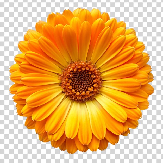 Calendula flower Isolated on transparent background