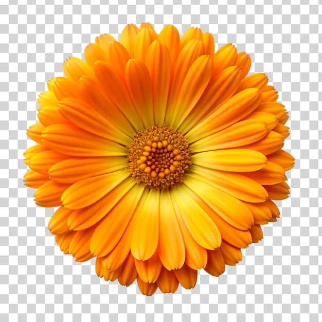 Calendula flower Isolated on transparent background