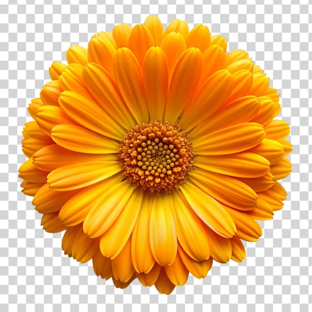 Calendula flower Isolated on transparent background