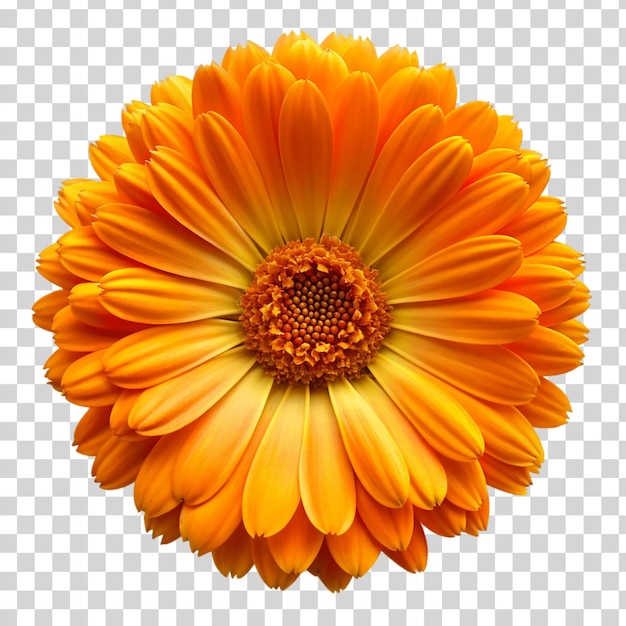 Calendula flower Isolated on transparent background