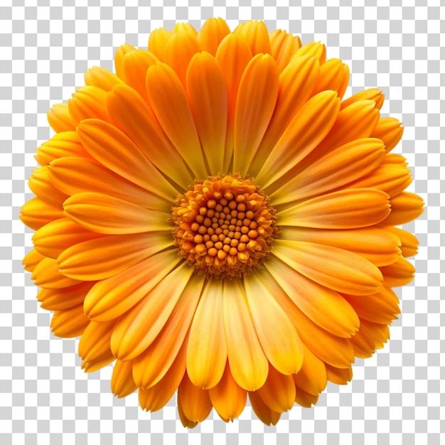 Calendula flower Isolated on transparent background