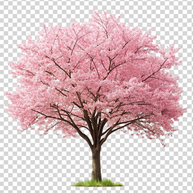 PSD cherry blossom sakura tree isolated on transparent background