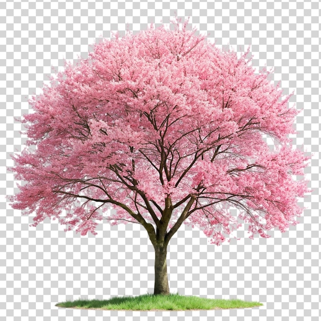 PSD cherry blossom sakura tree isolated on transparent background