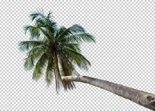 coconut tree isolated transparency background.