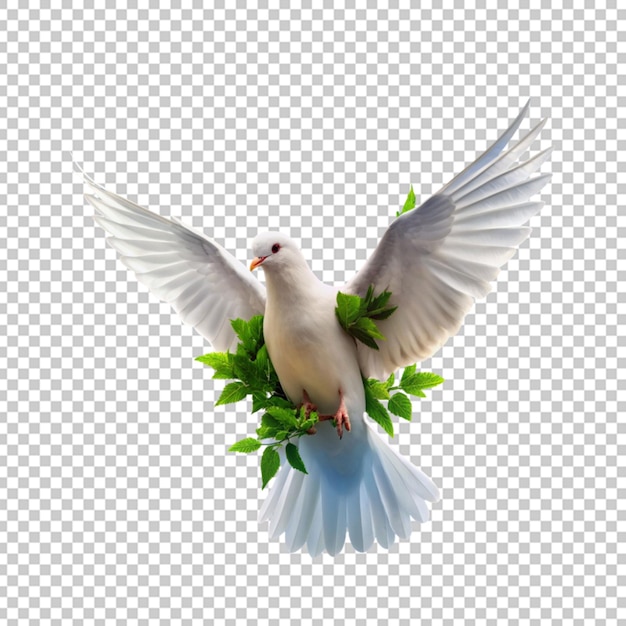 dove bird