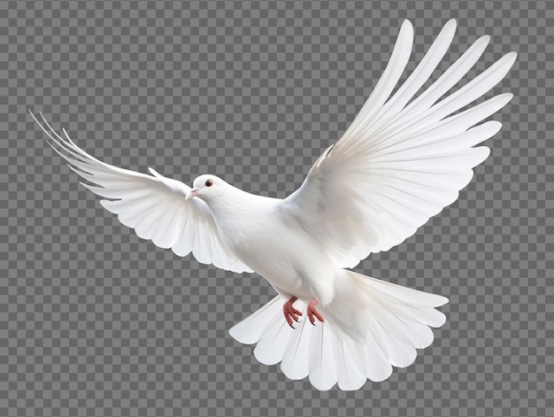 Dove Flying Isolated on Transparent Background