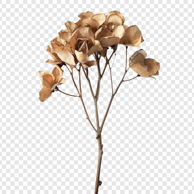 PSD dried flower branch