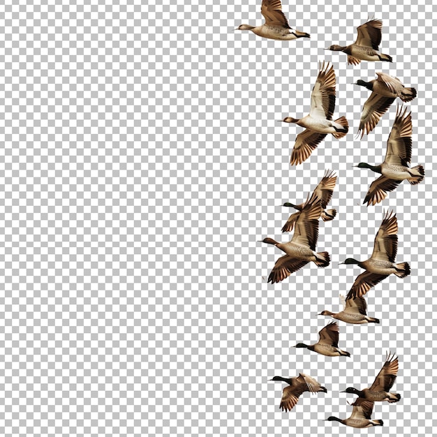 PSD een zwerm vogels die in de lucht vliegt op een transparante achtergrond png