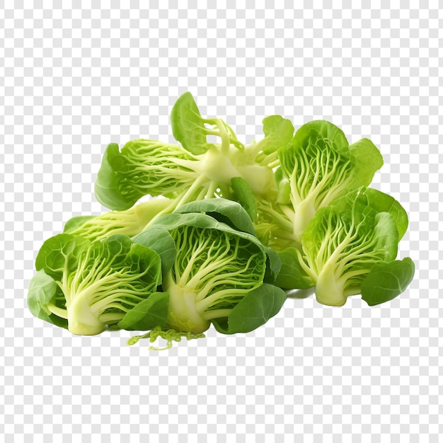 Fresh green cabbage sprouts isolated on transparent background