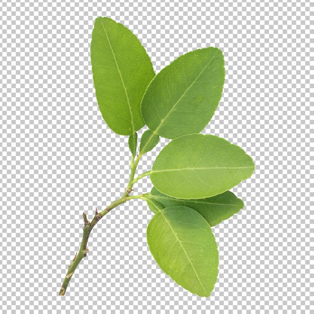 Fresh green lemon leaves isolated rendering