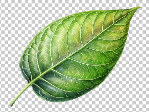 PSD fresh whole piper betle leaf isolated on white background