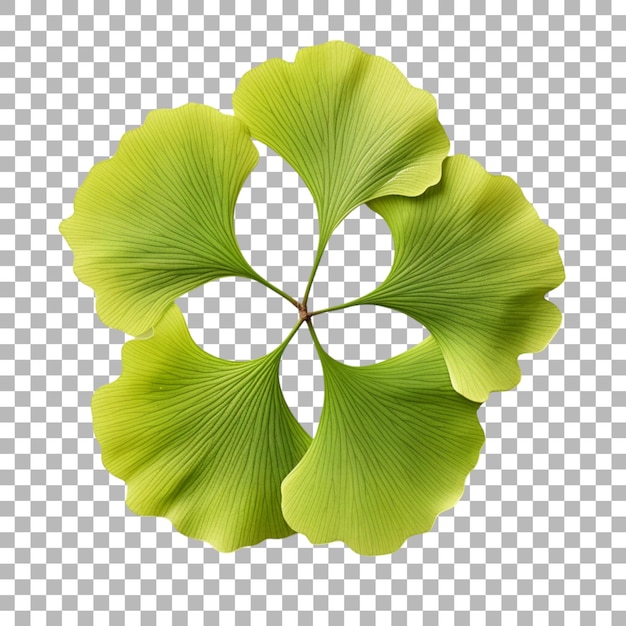 Ginkgo biloba leaf on transparent background