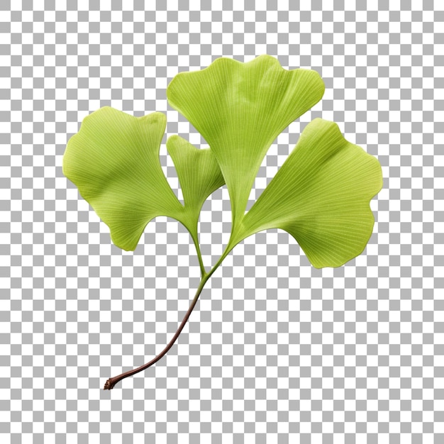 Ginkgo biloba leaf on transparent background