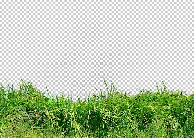 Grass isolated transparency background.