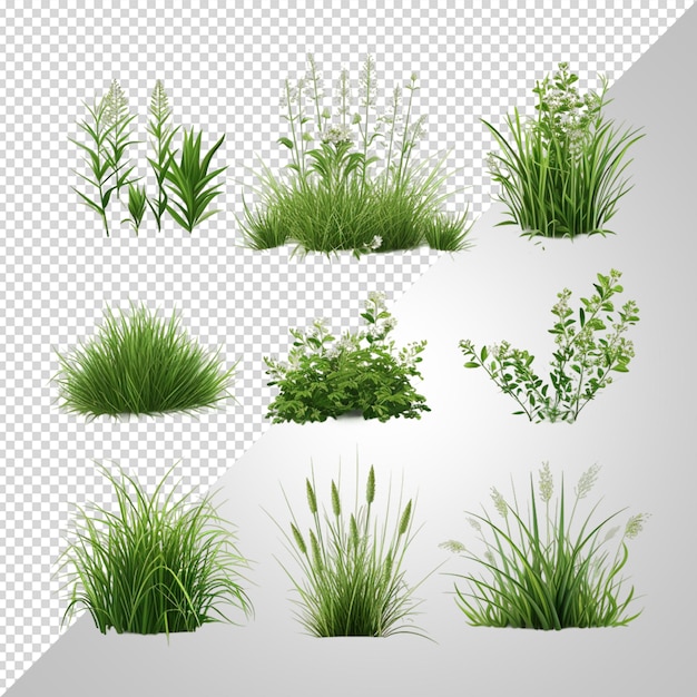 PSD grass png