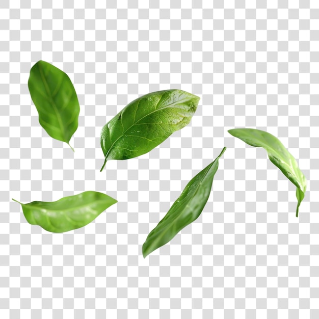 PSD green leaves on transparent background