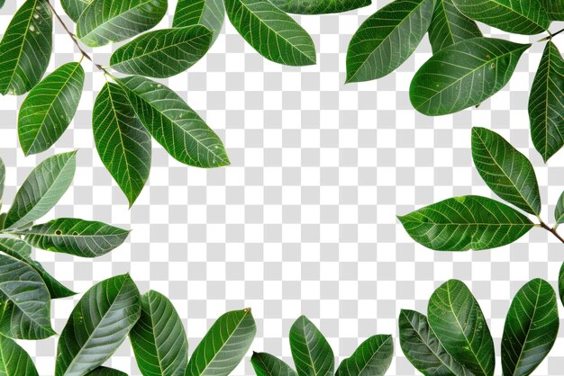 PSD green leaves on white background