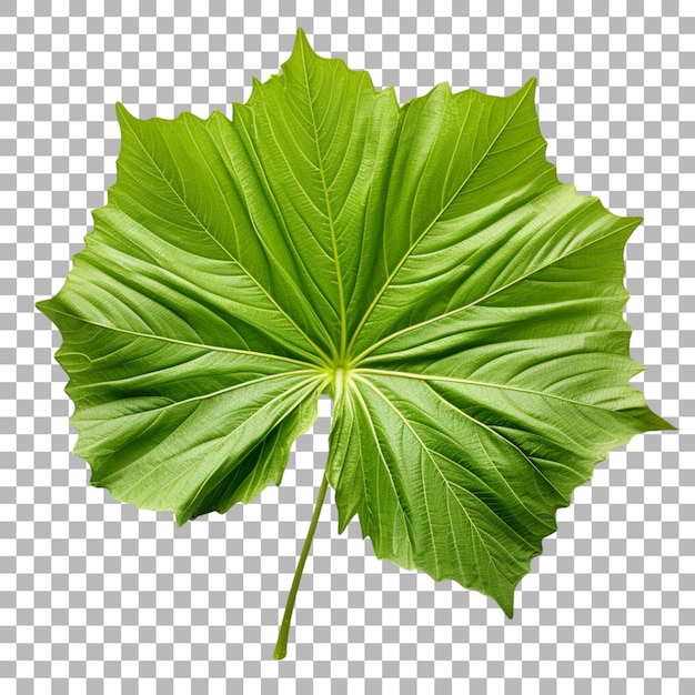 Hibiscus leaf on transparent background