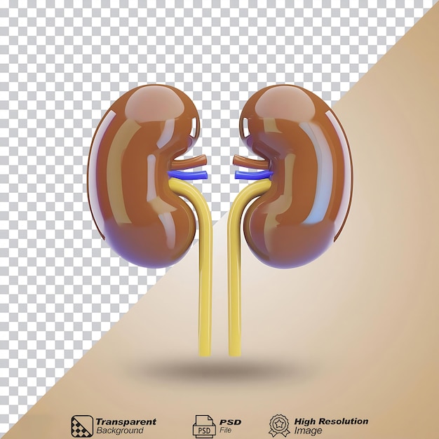 PSD human kidney icon isolated on transparent background