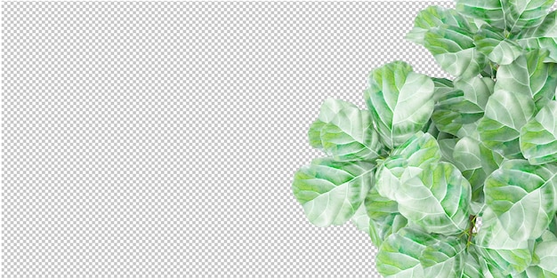 PSD isolated tropical plant and tree on transparent backgrounda