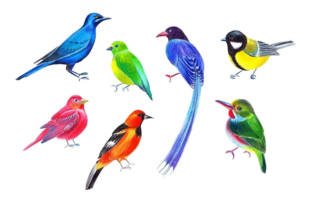 PSD kleurrijke vogels potlood illustratie getekend door handen door kleurpotloden