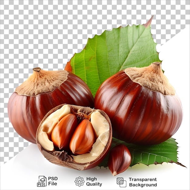 Kolekcja Chestnut PNG izolowana i gotowa do natychmiastowego użycia