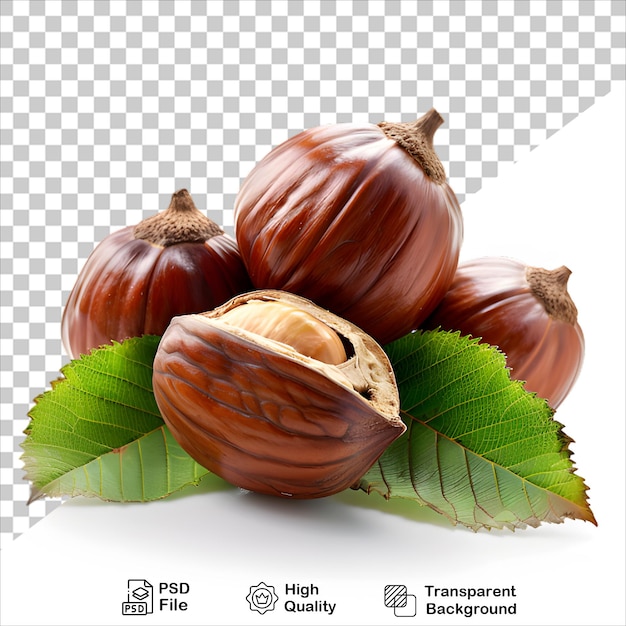 Kolekcja Chestnut PNG izolowana i gotowa do natychmiastowego użycia