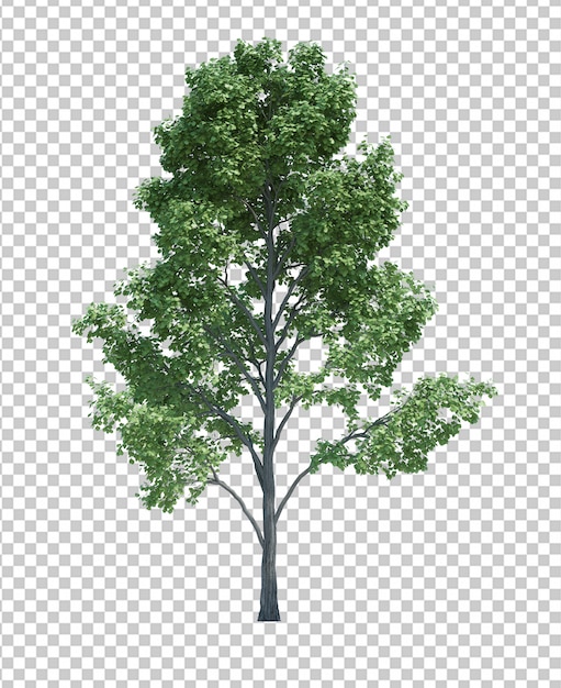 Nature object tree isolated on white