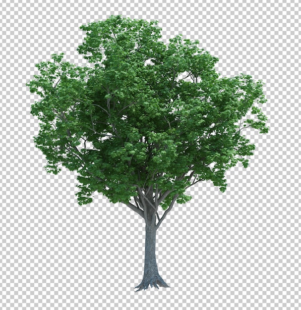 Nature object tree isolated 