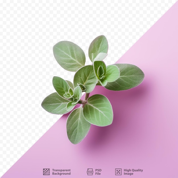 a plant with green leaves and a pink background with a picture of a plant.