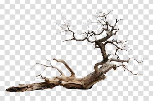 PSD png dead tree driftwood plant white background