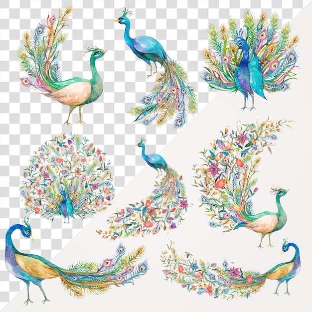 PSD png watercolor peacock sticker set