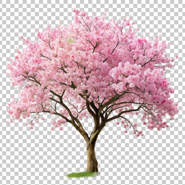 PSD psd blossoming pink tree on transparent background