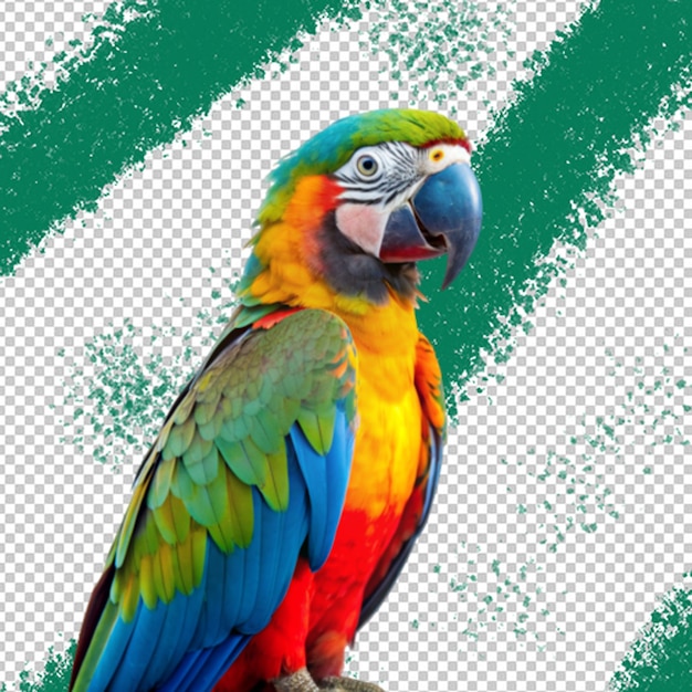 PSD colourful parrot on wooden branch isolated on transparent background