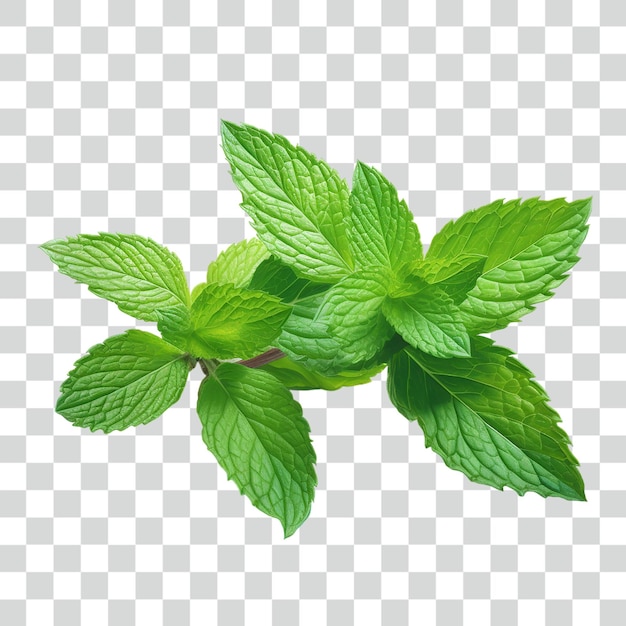 psd peppermint transparent