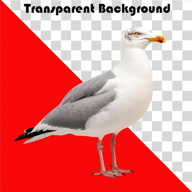 Psd seagull transparent background