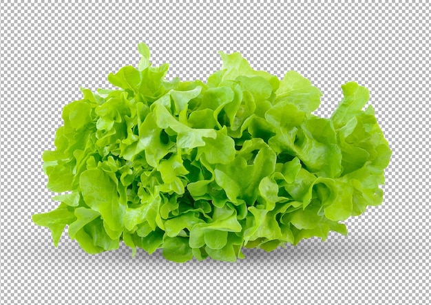 Salad leaf Lettuce isolated on alpha layer background