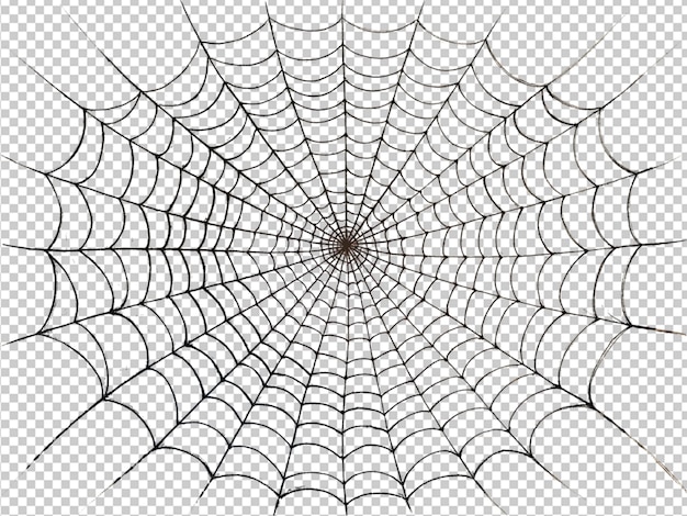 spider web