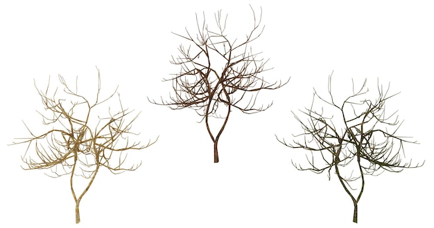 PSD spooky bare tree branches on black background halloween autumn winter nature spooky forest