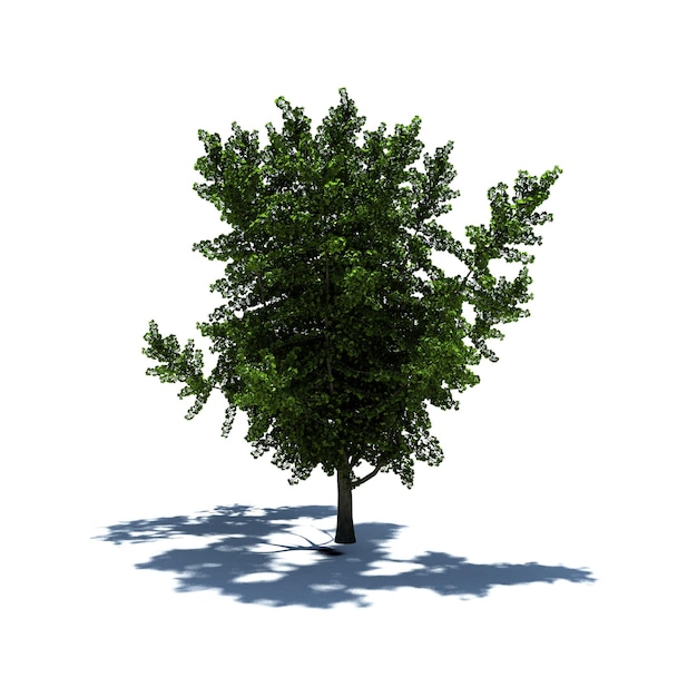 Standalone Tree