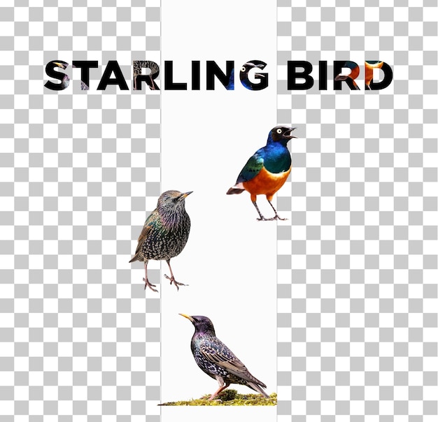 PSD starling bird png in een psd