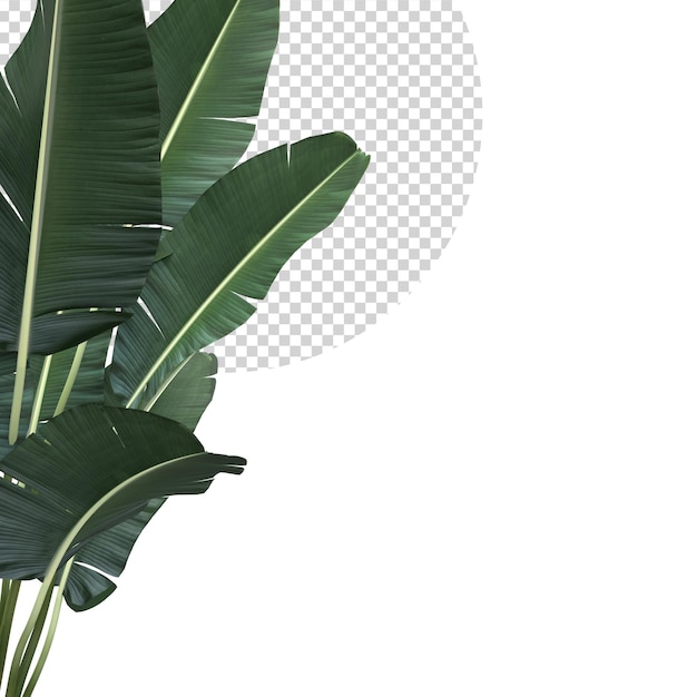 Tropical Banana leaves plant foliage nature background mockup template 3D Rendering