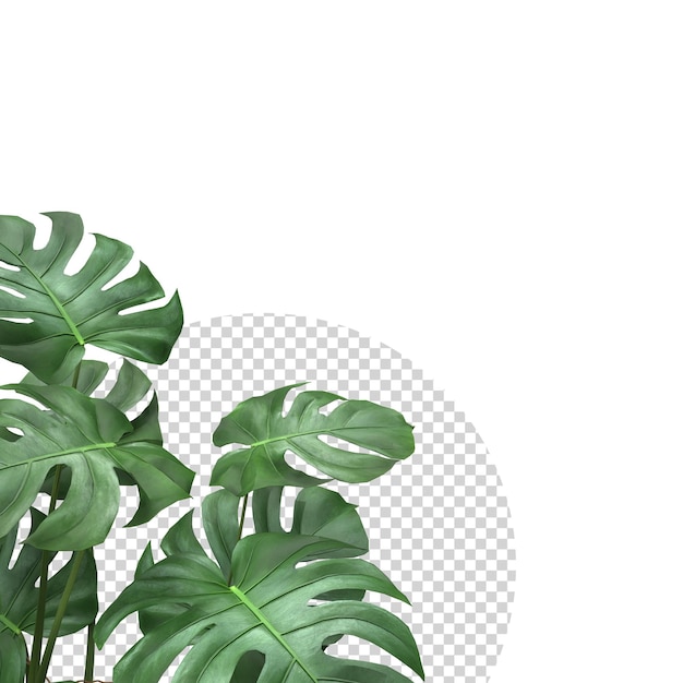 Tropical Monstera leaves plant foliage nature background mockup template 3D Rendering