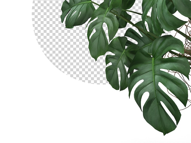 Tropical Monstera leaves plant foliage nature background mockup template 3D Rendering